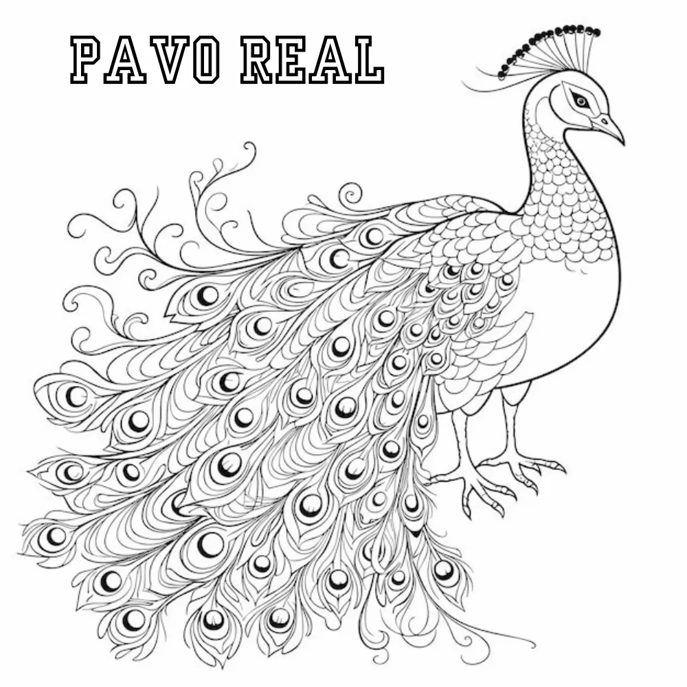 Pavo Real 41 Pavo real para colorear páginas para colorear gratis 2