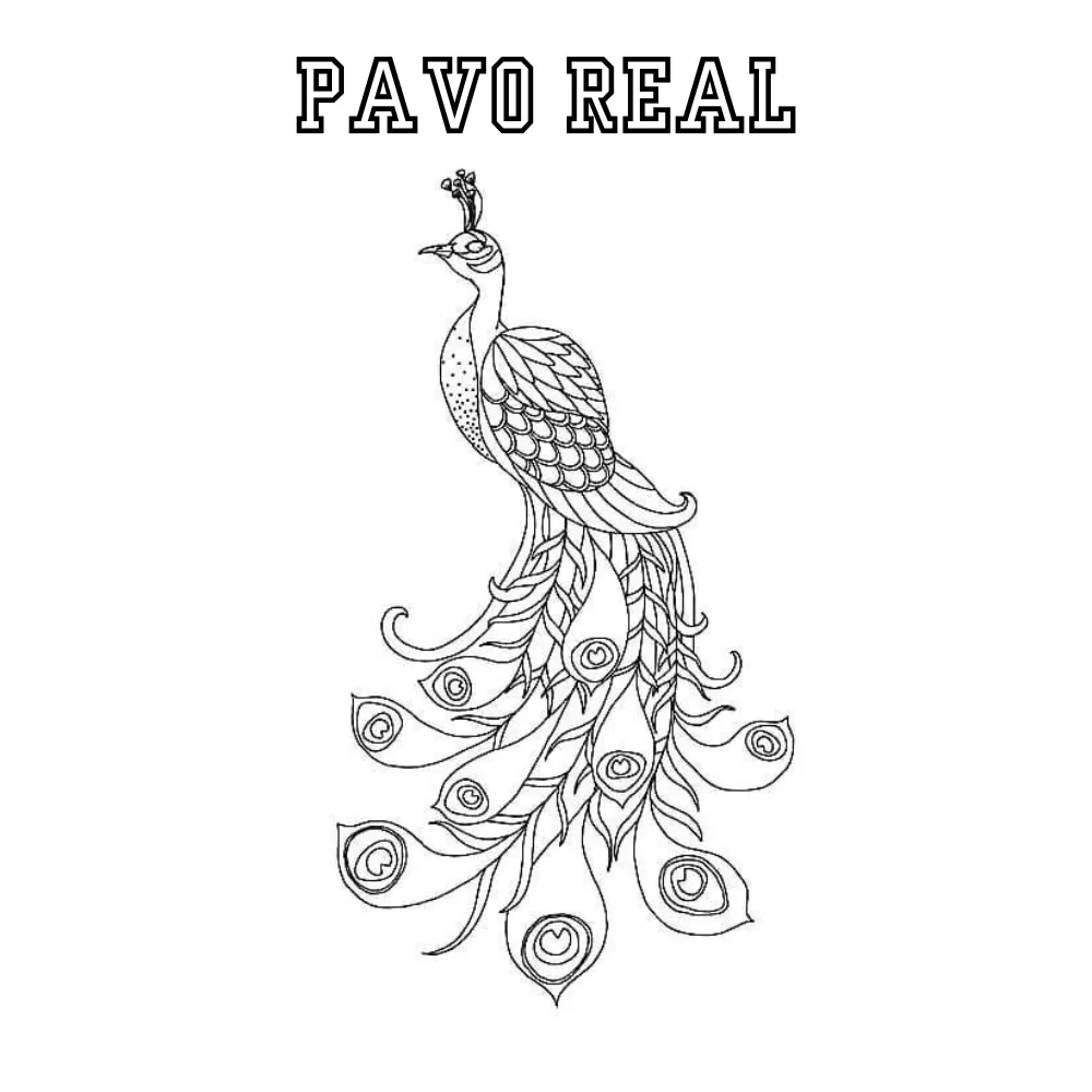 Pavo Real 42 Pavo real para colorear páginas para colorear 2