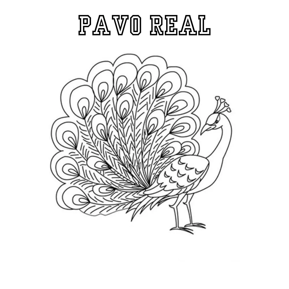 Pavo Real 43 páginas para colorear gratis Pavo real para colorear 1
