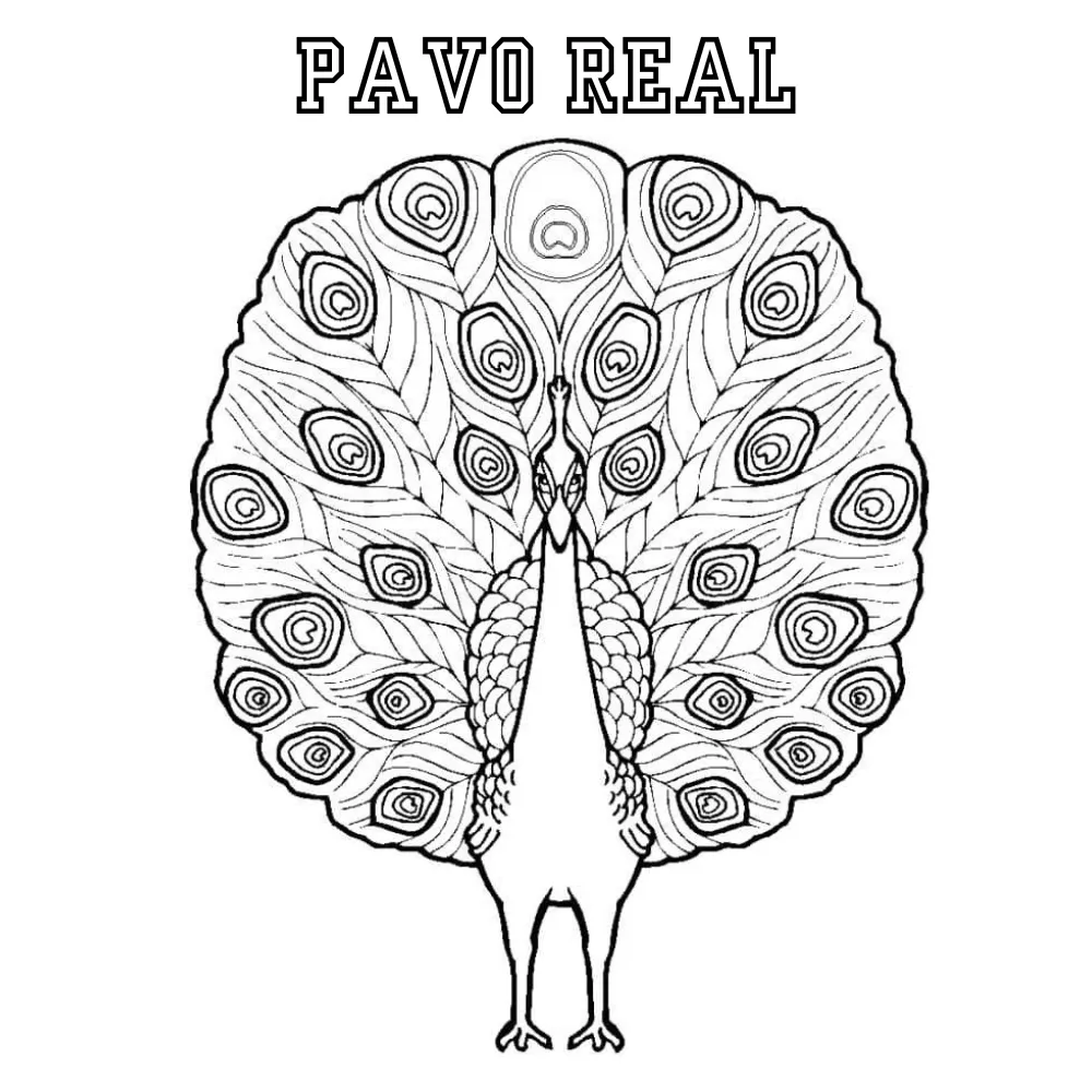 Pavo Real 45 páginas para colorear Pavo real para colorear gratis