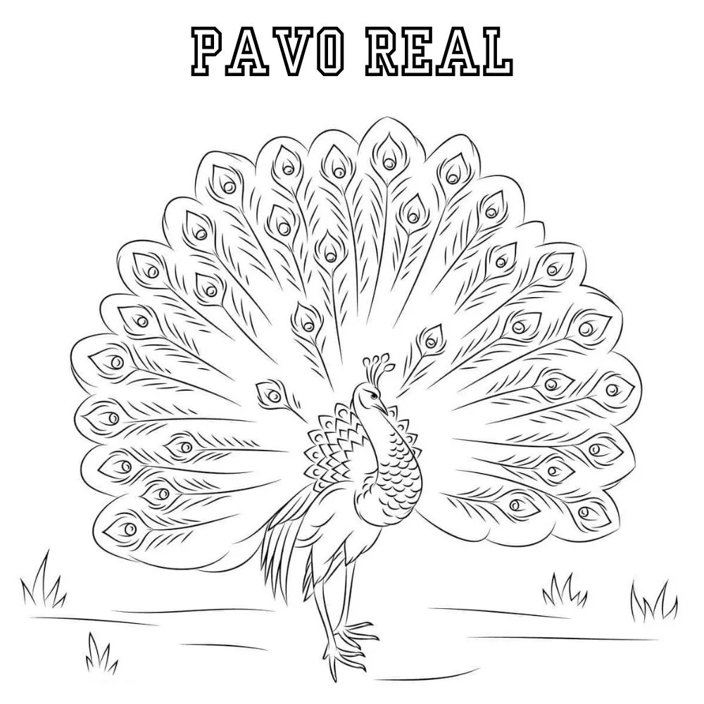 Pavo Real 49 colorear páginas de Pavo real para colorear 1