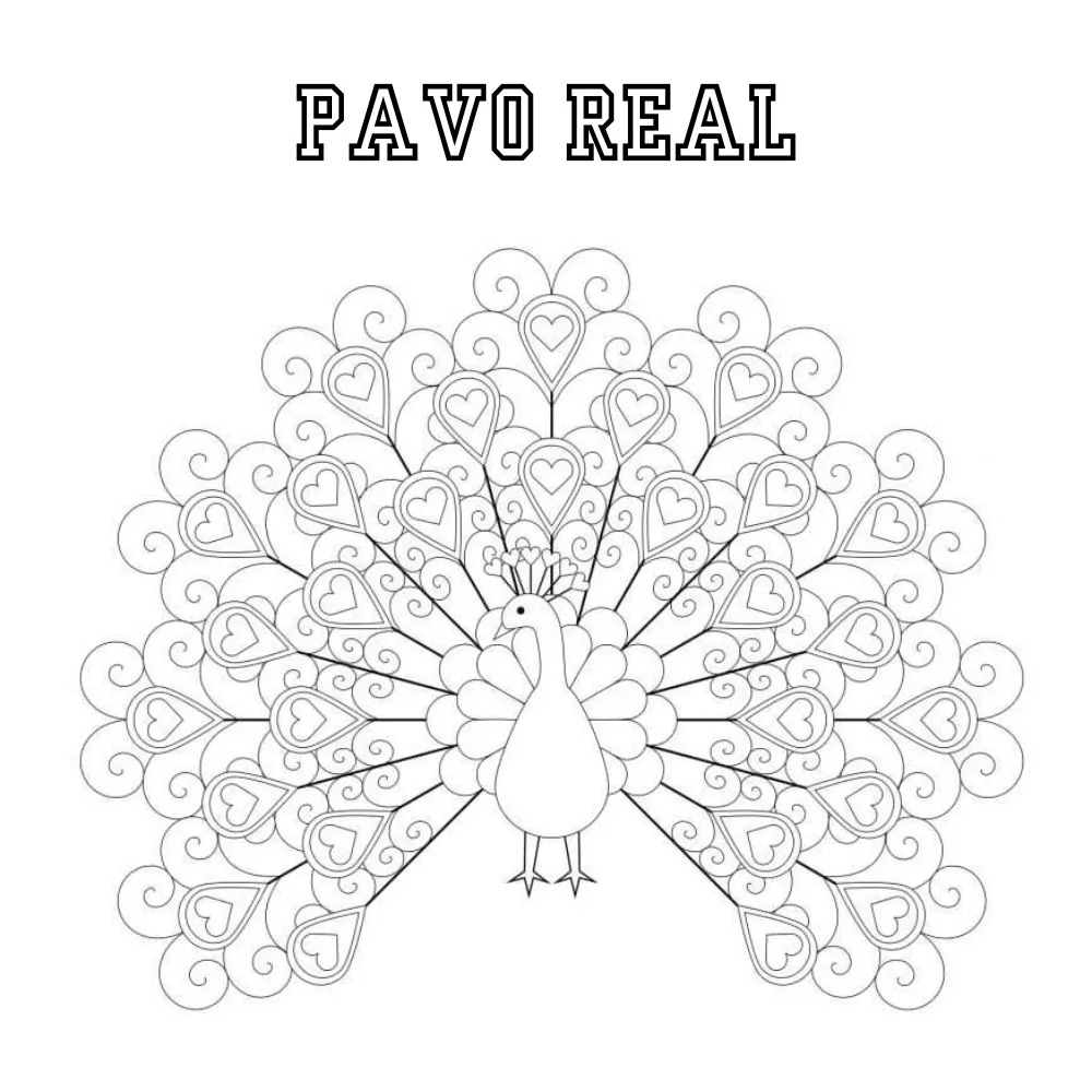Pavo Real 50 páginas para colorear gratis Pavo real para colorear pdf 1