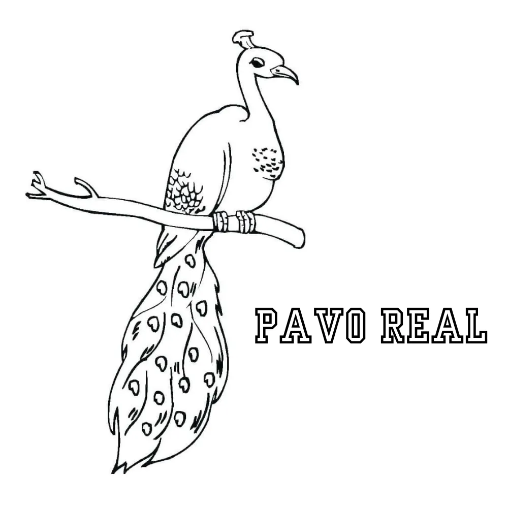 Pavo Real 51 dibujos para colorear grinch Pavo real para colorear