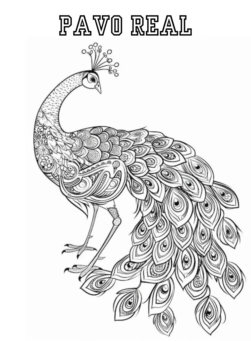 Pavo Real 26 Pavo real para colorear páginas para colorear 1