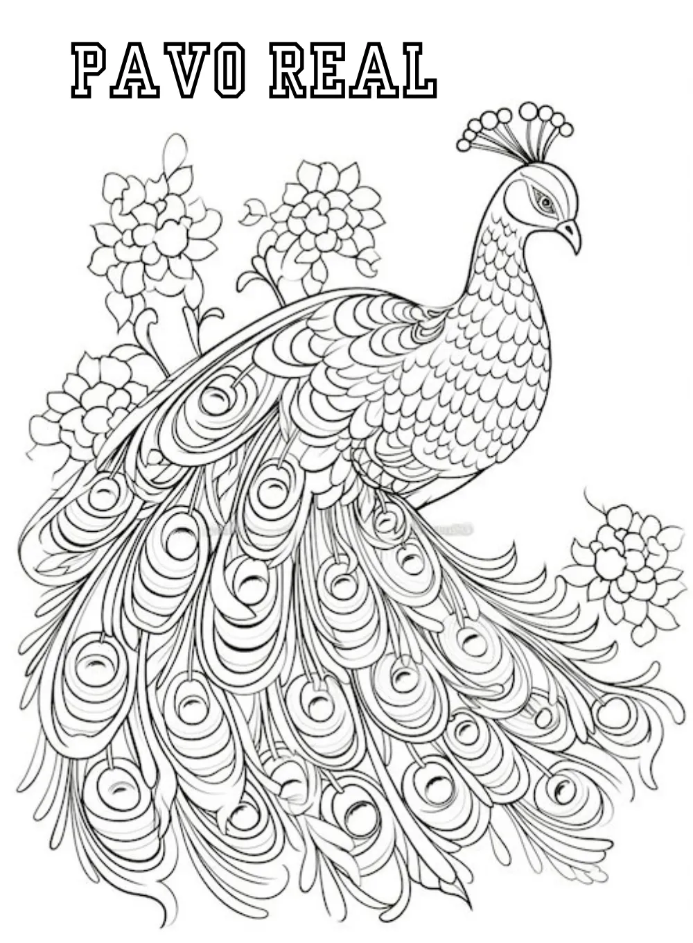 Pavo Real 29 páginas para colorear imprimibles Pavo real para colorear 1