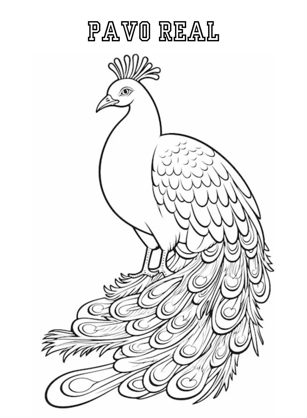 Pavo Real 30 Pavo real para colorear páginas para colorear para adultos fáciles