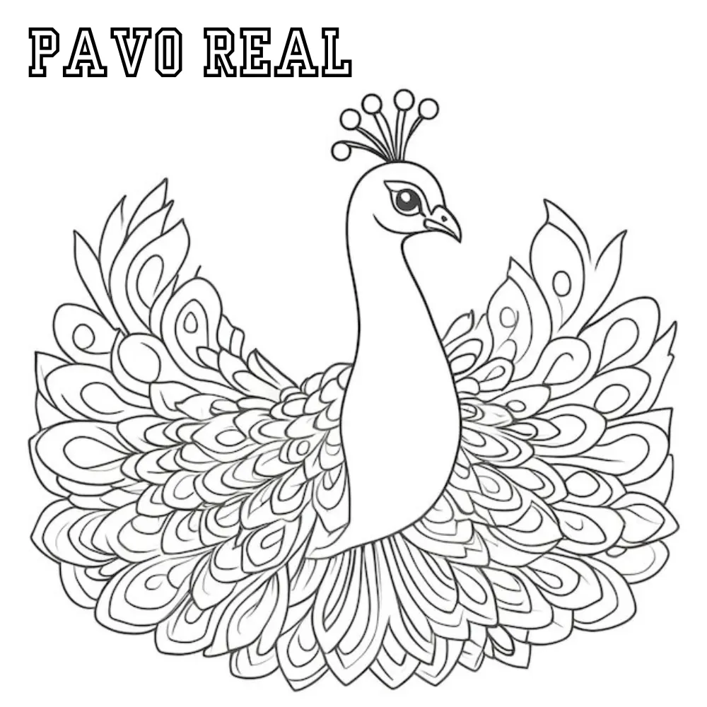 Pavo Real 33 Pavo real para colorear páginas para colorear pdf