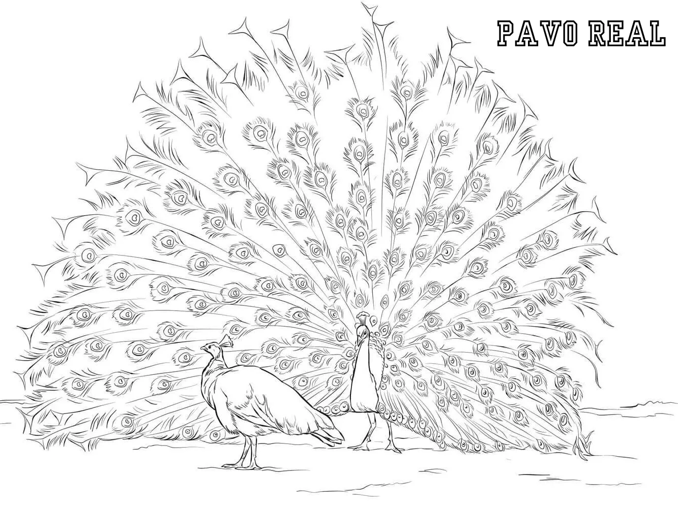 Pavo Real 34 Pavo real para colorear para colorear