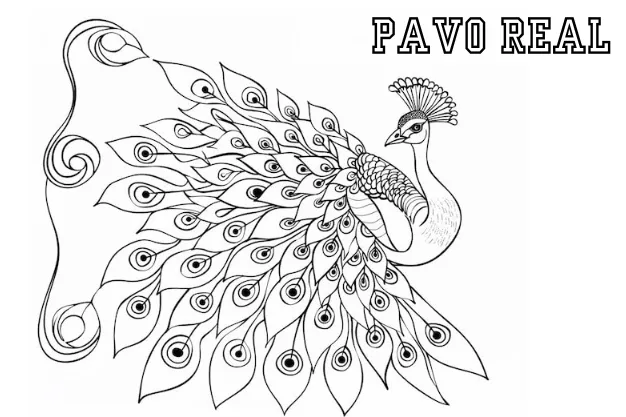 Pavo Real 35 páginas para colorear para niños Pavo real para colorear
