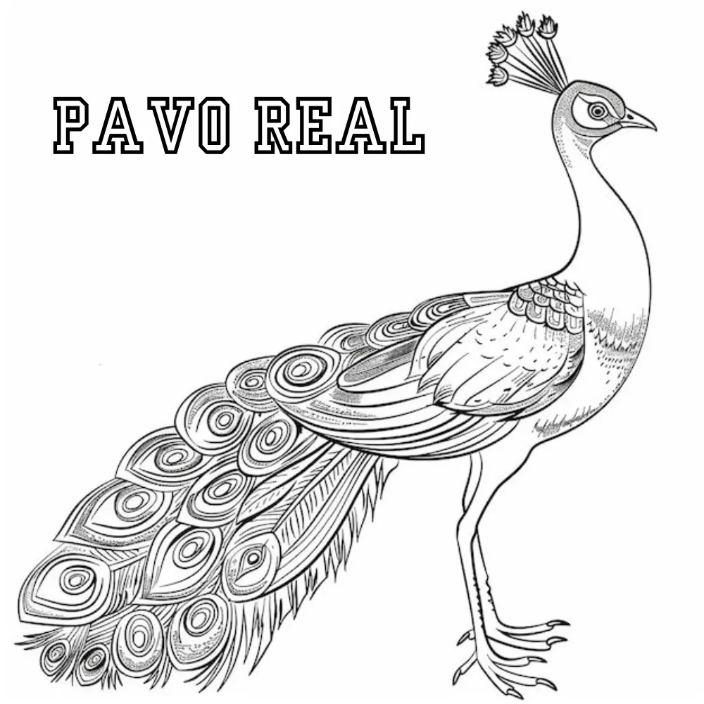 Pavo Real 36 Pavo real para colorear páginas para colorear imprimibles
