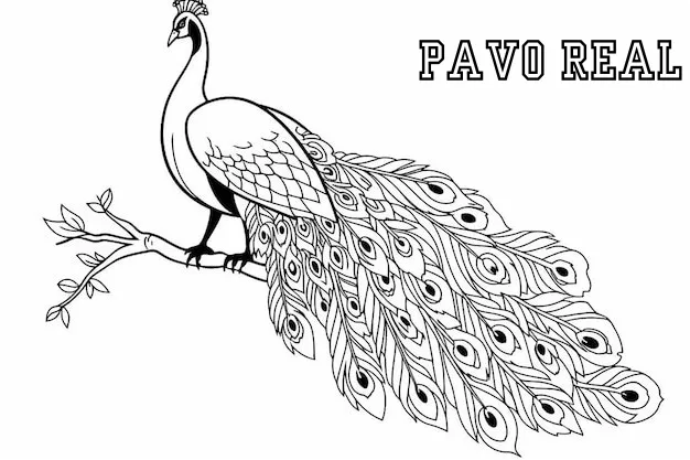 Pavo Real 37 páginas para colorear imprimibles Pavo real para colorear 2