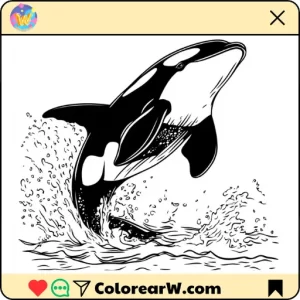 Orca